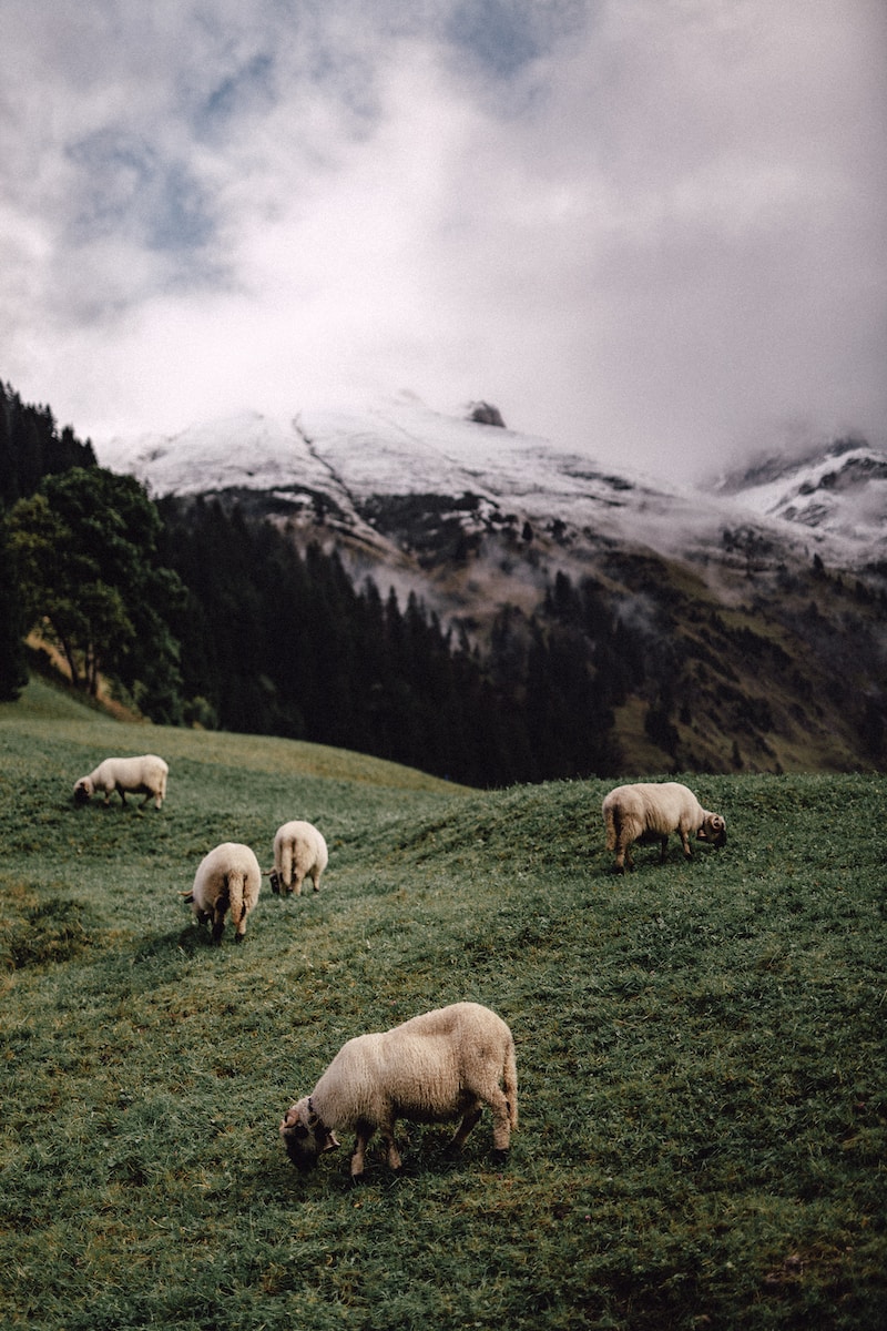 five white sheeps eating grass near mountains during daytime